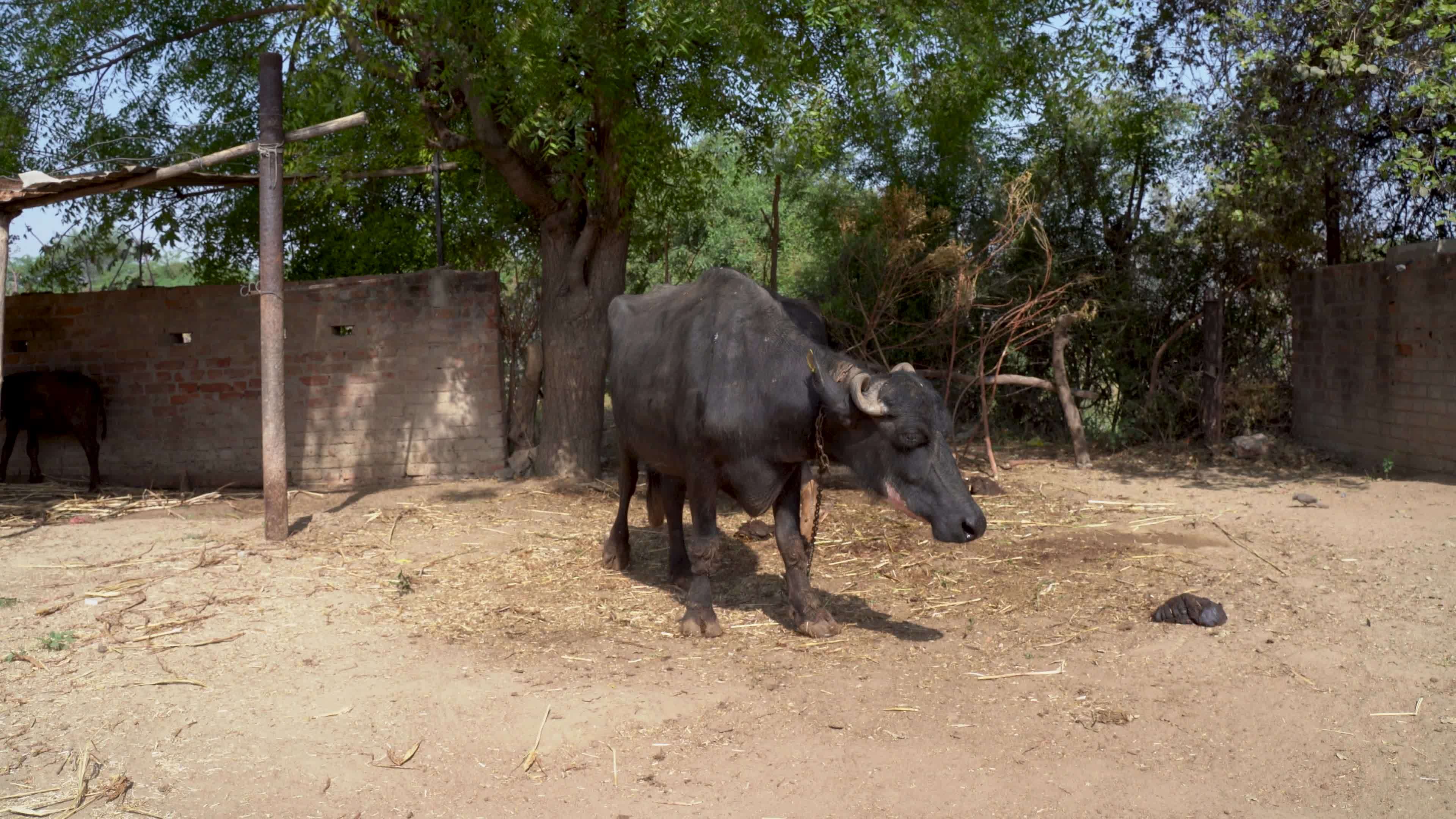 boy boss add porn buffalo photo